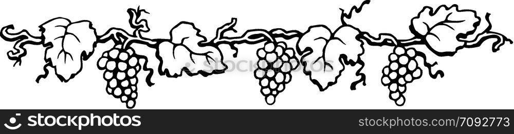 grape border
