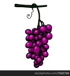 Grape branch on white background. Design element for poster, logo, label, sign, card, banner. Vector illustration