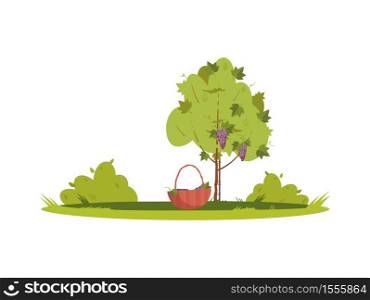 Grape bush semi flat RGB color vector illustration. Grapewine growing in winery garden. Casket to collect seasonal harvest. Vineyard cultivated plant isolated cartoon object on white background. Grape bush semi flat RGB color vector illustration
