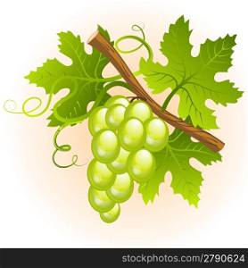 Grape cluster with green leaves