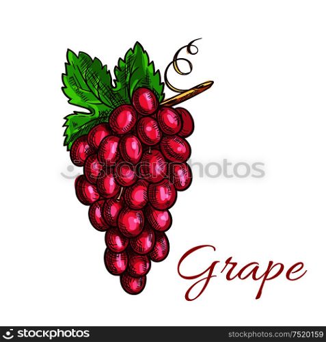 Grape fruit bunch with green leaf sketch. Grapevine with sweet and juicy pink berries of grape. Juice and wine packaging, vineyard symbol design. Bunch of pink grape fruit sketch for drinks design
