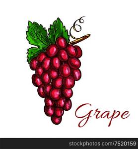 Grape fruit bunch with green leaf sketch. Grapevine with sweet and juicy pink berries of grape. Juice and wine packaging, vineyard symbol design. Bunch of pink grape fruit sketch for drinks design