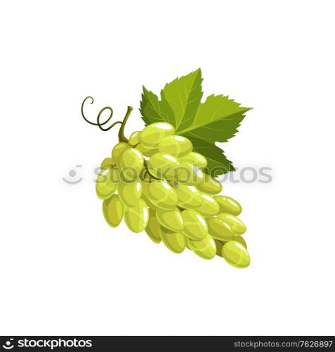 Grape fruit, green or white grapes food, vector isolated icon. Grapes bunch with leaves and fruits vine, natural farm food ripe harvest icon for juice or jam product package. Grape fruit, green or white grapes food