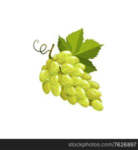 Grape fruit, green or white grapes food, vector isolated icon. Grapes bunch with leaves and fruits vine, natural farm food ripe harvest icon for juice or jam product package. Grape fruit, green or white grapes food