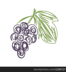 Grape fruit. Hand drawn vector illustration. Pen or marker doodle sketch.