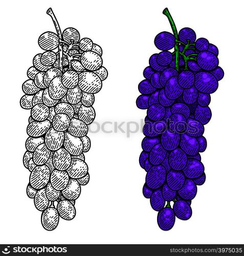 Grape illustration on white background. For package, poster, sign, banner, flyer. Vector illustration