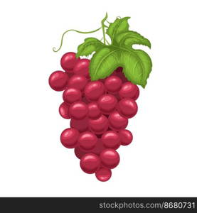 grape red cartoon. fresh fruit, bunch pink, green leaf, food ripe, berry wine, vine grapevine grape red vector illustration. grape red cartoon vector illustration