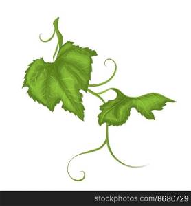 grape vine leaf cartoon. branch plant, wine, grapevine green, decoration winery, nature vineyard, fresh grape vine leaf vector illustration. grape vine leaf cartoon vector illustration