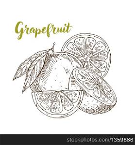 GRapefruit, half and slice, flowers, hand drawn sketch vector illustration