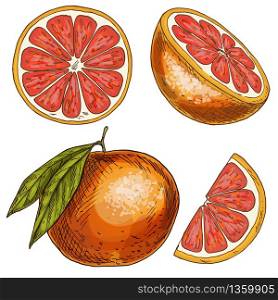 Grapefruit, half of fruit, slice. Full color realistic sketch vector illustration. Hand drawn painted illustration.
