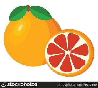 Grapefruit, illustration, vector on white background.