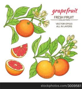 grapefruit vector set. grapefruit branches vector set on white background