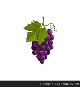 Grapes cluster with green leaf isolated vector icon. Black ripe grape, garden berries bunch, sweet dessert. Cartoon element for design on white background. Grapes cluster and green leaf isolated vector icon