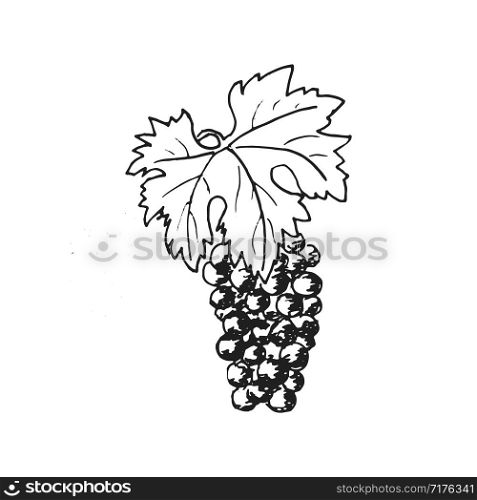 Grapes. Grape wine, Hand drawn engraving illustration, minimalism style. bunch of grapes. Leaves, folliage, rape berries. Ink pen vintage sketch. Vector logo design template, badge, winery. Grapes. Grape wine, Hand drawn engraving illustration, minimalism style. bunch of grapes. Leaves, folliage,