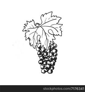 Grapes. Grape wine, Hand drawn engraving illustration, minimalism style. bunch of grapes. Leaves, folliage, rape berries. Ink pen vintage sketch. Vector logo design template, badge, winery. Grapes. Grape wine, Hand drawn engraving illustration, minimalism style. bunch of grapes. Leaves, folliage,