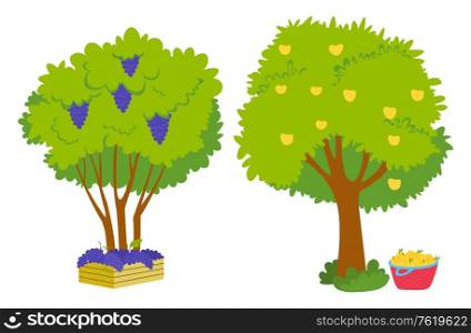 Grapes growing on green bunch with fresh vibrant leaves and yellow apples on tree, basket with harvest nearby. Vector juicy fruit, winemaking and viticulture industry. Grapes Growing on Green Bunch and Apples on Tree