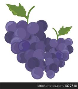 Grapes, illustration, vector on white background.