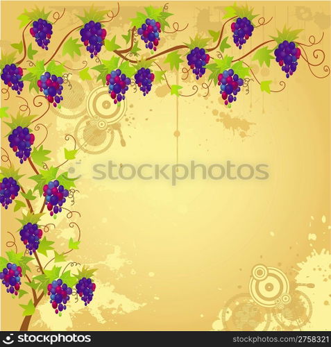 Grapevine border