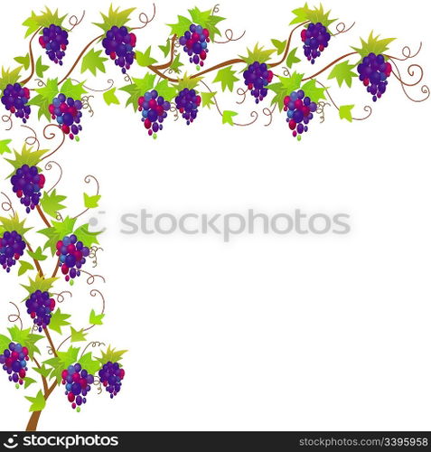 Grapevine vector border