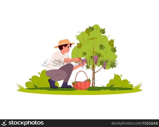 Grapewine harvest semi flat RGB color vector illustration. Harvest for local winery production. Countryside plantation. Male farmer picking grapes isolated cartoon character on white background. Grapewine harvest semi flat RGB color vector illustration