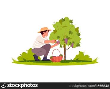 Grapewine harvest semi flat RGB color vector illustration. Harvest for local winery production. Countryside plantation. Male farmer picking grapes isolated cartoon character on white background. Grapewine harvest semi flat RGB color vector illustration