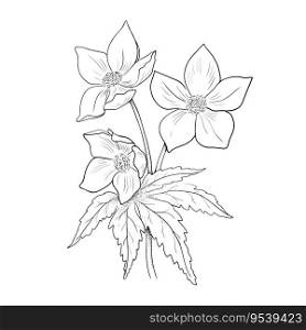 Graphic image of a flower. Minimalistic monochrome design, black and white line art.