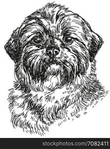 Graphic portrait of Dog Shih Tzu hand drawing illustration. Vector isolated on a white background.