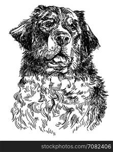 Graphic portrait of swiss bernese dog ,big black dog swiss mountain dog, hand drawing illustration. Vector isolated on a white background.