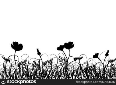 Grass and poppy, vector