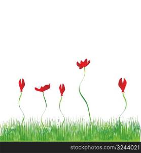 Grass background, flowers red