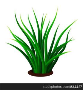 Grass icon. Realistic illustration of grass vector icon for web design isolated on white background. Grass icon, realistic style