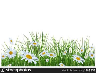 Grass with Daisies Flowers