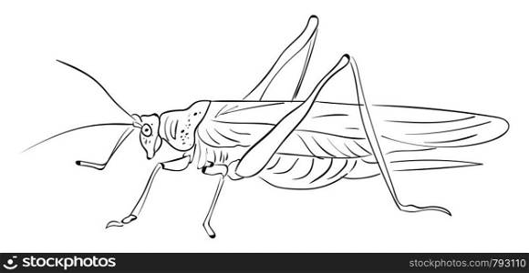 Grasshopper drawing, illustration, vector on white background.