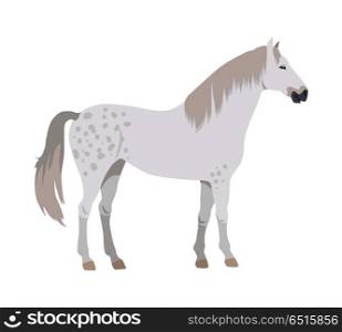 Gray with spots horse vector. Flat design. Domestic animal. Country inhabitants concept. For farming, animal husbandry, horse sport illustrating. Agricultural species. Isolated on white. Horse Vector Illustration in Flat Design. Horse Vector Illustration in Flat Design