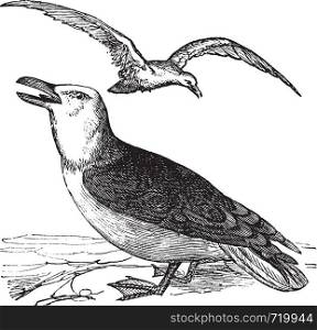 Great Black-backed Gull or Larus marinus, vintage engraving. Old engraved illustration of Great Black-backed Gull with bird flying over.