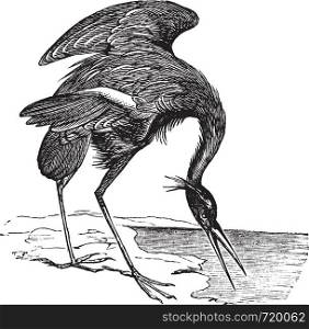 Great Blue Heron (Ardea herodias) vintage engraving. Old engraved illustration of beautiful Great Blue Heron.