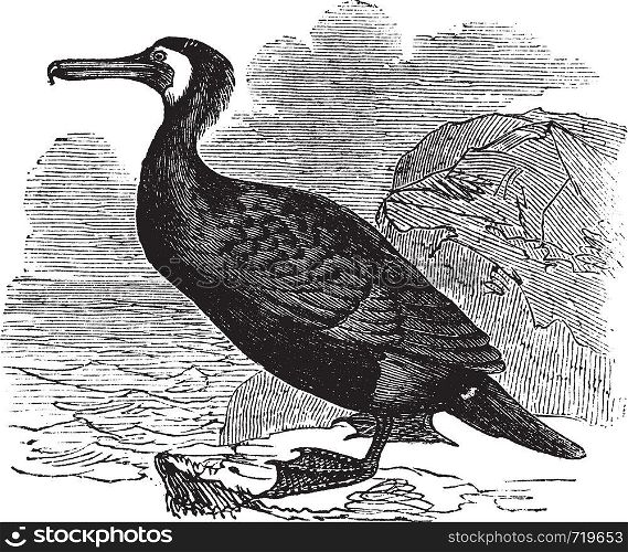 Great Cormorant or Great Black Cormorant or Black Cormorant or Black Shag or Phalacrocorax carbo, vintage engraving. Old engraved illustration of a Great Cormorant.