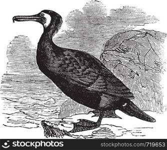 Great Cormorant or Great Black Cormorant or Black Cormorant or Black Shag or Phalacrocorax carbo, vintage engraving. Old engraved illustration of a Great Cormorant.