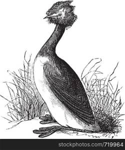 Great Crested Grebe or Podiceps cristatus, vintage engraving. Old engraved illustration of Great Crested Grebe in the meadow.