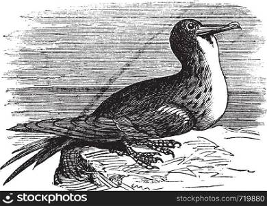 Great Frigatebird or Fregata minor, vintage engraving. Old engraved illustration of Great Frigatebird.