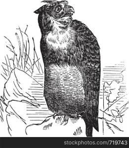 Great Horned Owl or Tiger Owl or Bubo virginianus, vintage engraving. Old engraved illustration of a Great Horned Owl.