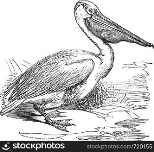 Great White Pelican or Eastern White Pelican or Pelecanus onocrotalus, vintage engraved illustration. Trousset encyclopedia (1886 - 1891).