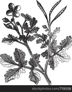 Greater Celandine or Tetterwort or Bloodroot or Chelidonium majus, vintage engraving. Old engraved illustration of a Tetterwort plant showing flowers and seed pod.
