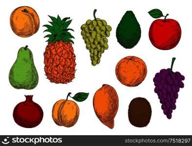 Green and violet grapes, red apple and pomegranate, orange, mango, peach and apricot, green pear and kiwi, pineapple and avocado fruits. Fresh fruits sketches for organic farming design. Sketch of fresh organic fruits