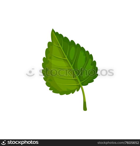 Green birch leaf isolated leafage sign. Vector aspen or elm foliage, alder plant symbol. Aspen or elm leaf isolated green birch leafage