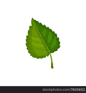 Green birch leaf isolated leafage sign. Vector aspen or elm foliage, alder plant symbol. Aspen or elm leaf isolated green birch leafage