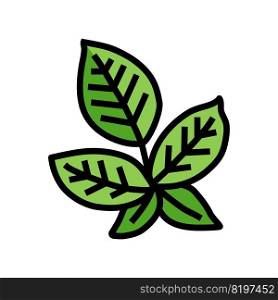green blackberry leaf color icon vector. green blackberry leaf sign. isolated symbol illustration. green blackberry leaf color icon vector illustration