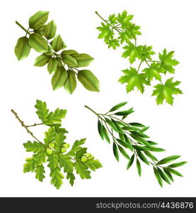 Green Branches Of Deciduous Trees. Realistic collection of green branches of deciduous trees with oak maple olive leaves isolated vector illustration