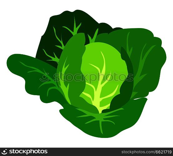 Green cabbage vector illustration isolated on white background. Healthy organic vegetarian food in flat design cartoon style. Green Cabbage Vector Illustration Isolated White