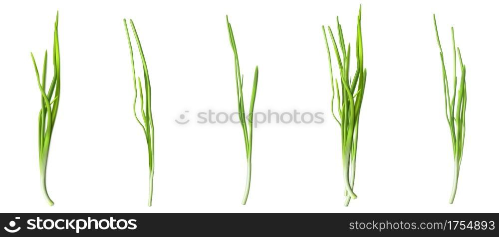 Green chive or onion leaves, fresh verdure of garlic or scallion isolated on white background. Vector realistic set of 3d illustration of green vegetables, bunch of herbs for healthy nutrition. Green chive or onion leaves, fresh verdure